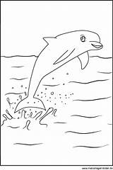 Delfin Ausmalbilder Malvorlagen Malvorlage Meerjungfrau Delfine Tiere Datei sketch template