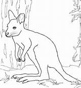 Coloring Wallaby Pages Printable Template Drawing Animals Kids Dot Categories sketch template