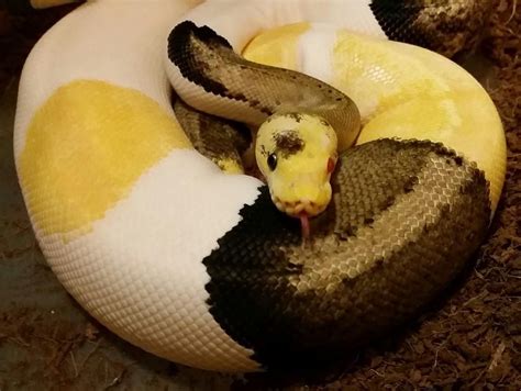 albino piebald ball python