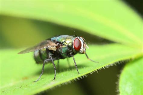 flies home pest control