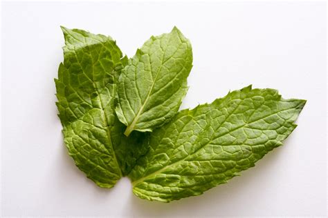 fresh green aromatic peppermint leaves  stock image