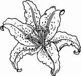 Flower Coloring Pages Lily Perennial Oriental sketch template