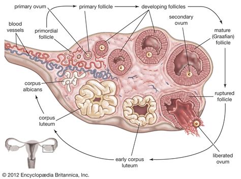 ovary hormones reproduction follicles britannica