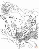 Lynx Coloring Pages Canada Color Supercoloring Adult Bobcat Sheets Hills Drawing Animals Dot Kids Animal Wild Desert Popular Open Cat sketch template