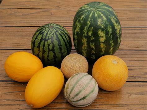 soorten meloenen inclusief tips recepten lekker tafelen
