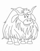 Coloring Yak Pages Cow Highland Kids Colouring Clipart Printable Sheets Color Template Animal Print Yaks Search Voluminous Bestcoloringpages Large Library sketch template