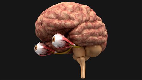 optic nerve brain  turbosquid