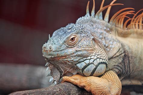 pet reptile lizard royalty  stock photo