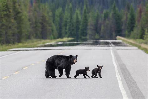 Mother Black Bear With Cubs Photograph By Bill Cubitt Pixels