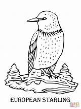 Starling European Coloring Pages Bird Drawing Printable Animals Printables Dots Supercoloring Choose Board sketch template