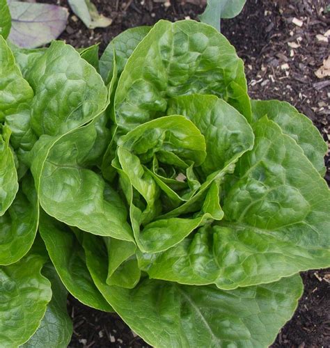 grow lettuce west coast seeds