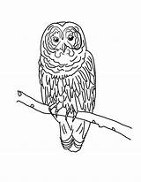Owls Barred Designlooter Bestcoloringpagesforkids sketch template