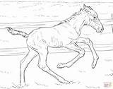 Horse Coloring Pages Foal Realistic Bucking Printable Drawing Kids sketch template