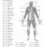 Physiology Fill Labeling Unlabeled Anatomical Idella Gusher Organ Musclular sketch template