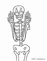 Squelette Esqueleto Skelett Coloriage Espantoso Esqueletos Dibujo Colorir Frontal Ax9 Desenhos Tumbas Cabeza Gruseliges Yodibujo Hellokids Vorne Vivo Coloriages Ausschneiden sketch template