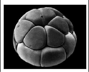 sri sumiarsih makalah embryo manusia