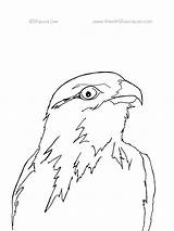 Hawk Coloring Herky sketch template