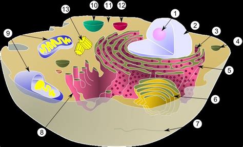 schematic  typical animal cell biology photo  fanpop