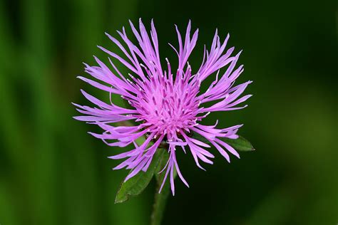 Spotted Knapweed Centaurea Maculosa Spotted Knapweed Is  Flickr