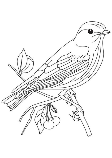 bluebird coloring pages  coloring pages  kids coloring pages