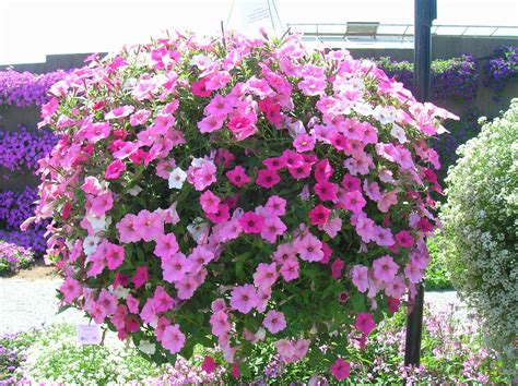 grow petunias petunia plant petunias container flowers