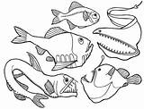 Angler Ryby Morskie Trench Kolorowanka Druku Dzieci Wydrukuj Malowankę sketch template