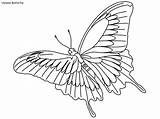 Coloring Butterfly Pages Ulysses Rainforest Daintree Habitat sketch template