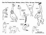 Coloring Primates Educational Exploringnature sketch template