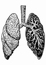 Lunge Polmoni Longen Pulmones Dibujo Lungs Malvorlage Kleurplaat Educima Grandes Bronquios Ausdrucken Große Abbildung sketch template