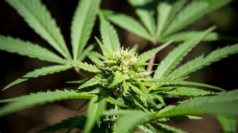 australia ready  legalize marijuana