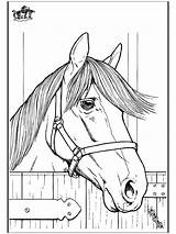 Coloring Horse Head Pages Horses Popular sketch template
