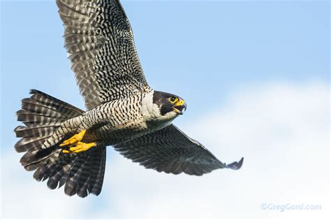 peregrine falcon flying  jersey greg gard