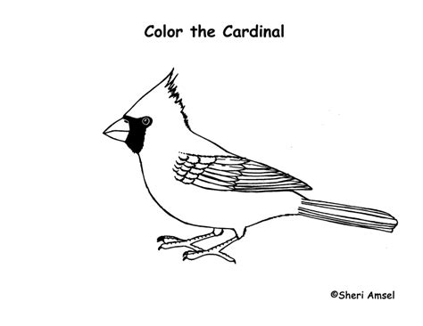 cardinal coloring page