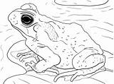 Rospo Toad sketch template