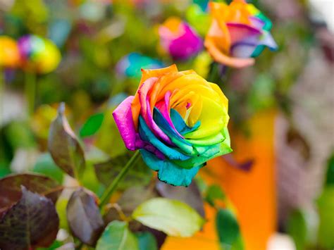 rainbow roses   real love  garden