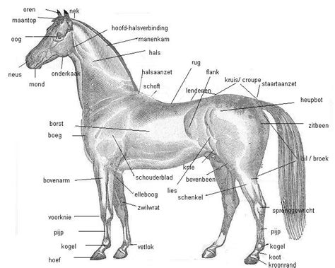 paarden algemeen paardenever