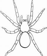 Tarantula Insect Canine Poisonous Spinnen sketch template