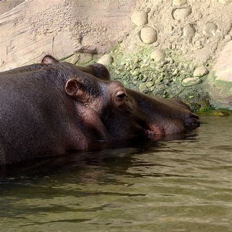 happy hippo  kdiff  deviantart