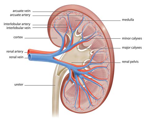 labeled diagram   human kidney bodytomy