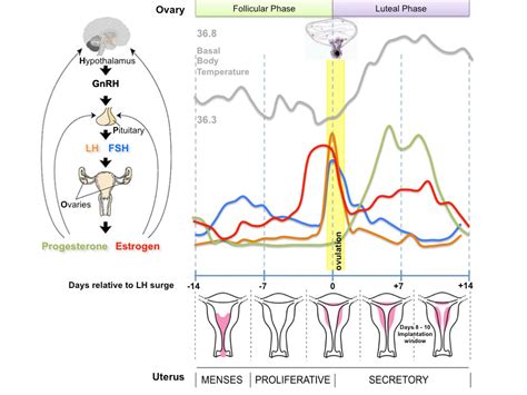 file menstrual cycle png embryology