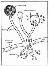 Fungi Rhizopus Sporangium Coloring Spores Structure Hyphae Jamur Science Asexual Fungus Biology Klasifikasi Worksheet Sac Fruiting Microbiologia Septate Zygomycota Rhizoids sketch template