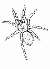 Tarantula Coloring Spider Drawing Hideous Color Pages Colouring Luna Getcolorings Getdrawings sketch template