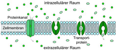 filescheme facilitated diffusion  cell membrane depng wikimedia commons
