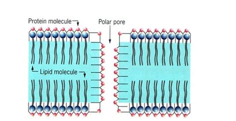 membran sel pengertian struktur kerangka fungsi komposisi