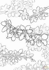 Coloring Tree Cherry Blossom Oak Drawing Pages Live Flower Blossoms Getdrawings Printable Japanese Getcolorings Maple sketch template