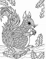 Squirrel Coloring Zentangle Malvorlagen Dieren Herbst Coloringbay Omalovánky Rodent Barbara Mycoloring Veverka Eckersleys sketch template