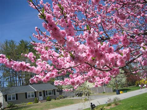 tree id pink flowers blooming