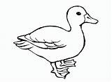 Duck Printable Coloring Template Pages Kids Ducks Outline Templates Drawing Animal Cute Easy Shape sketch template