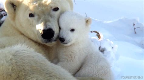 Pollution Is Making Sex More Dangerous For Polar Bears