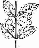 Flower Sampaguita Clipart Drawing Getdrawings sketch template